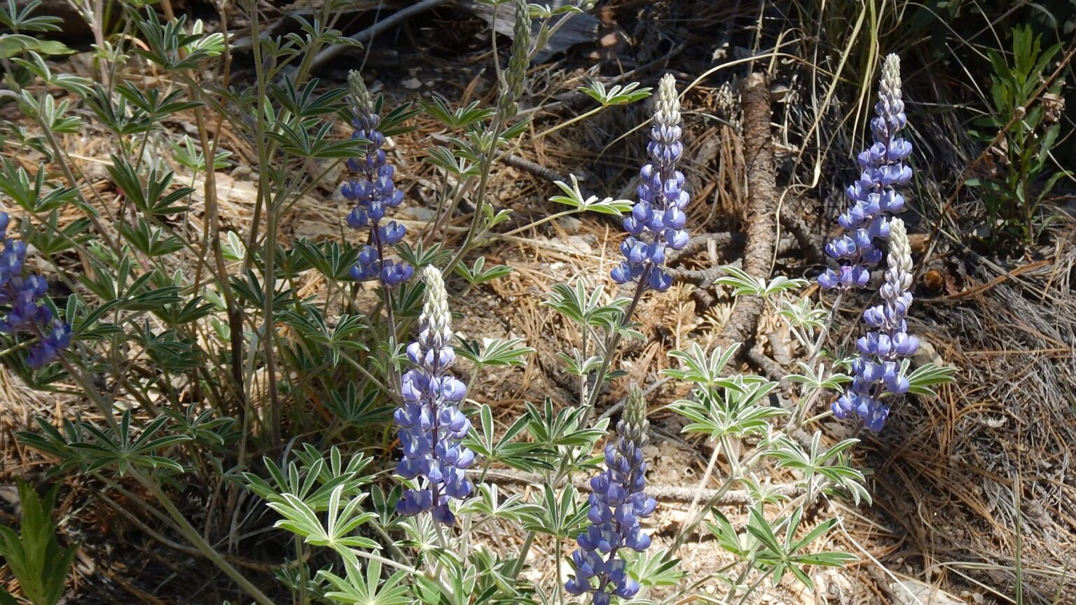 Pusch Ridge Wilderness, Lupine species, May 2023
