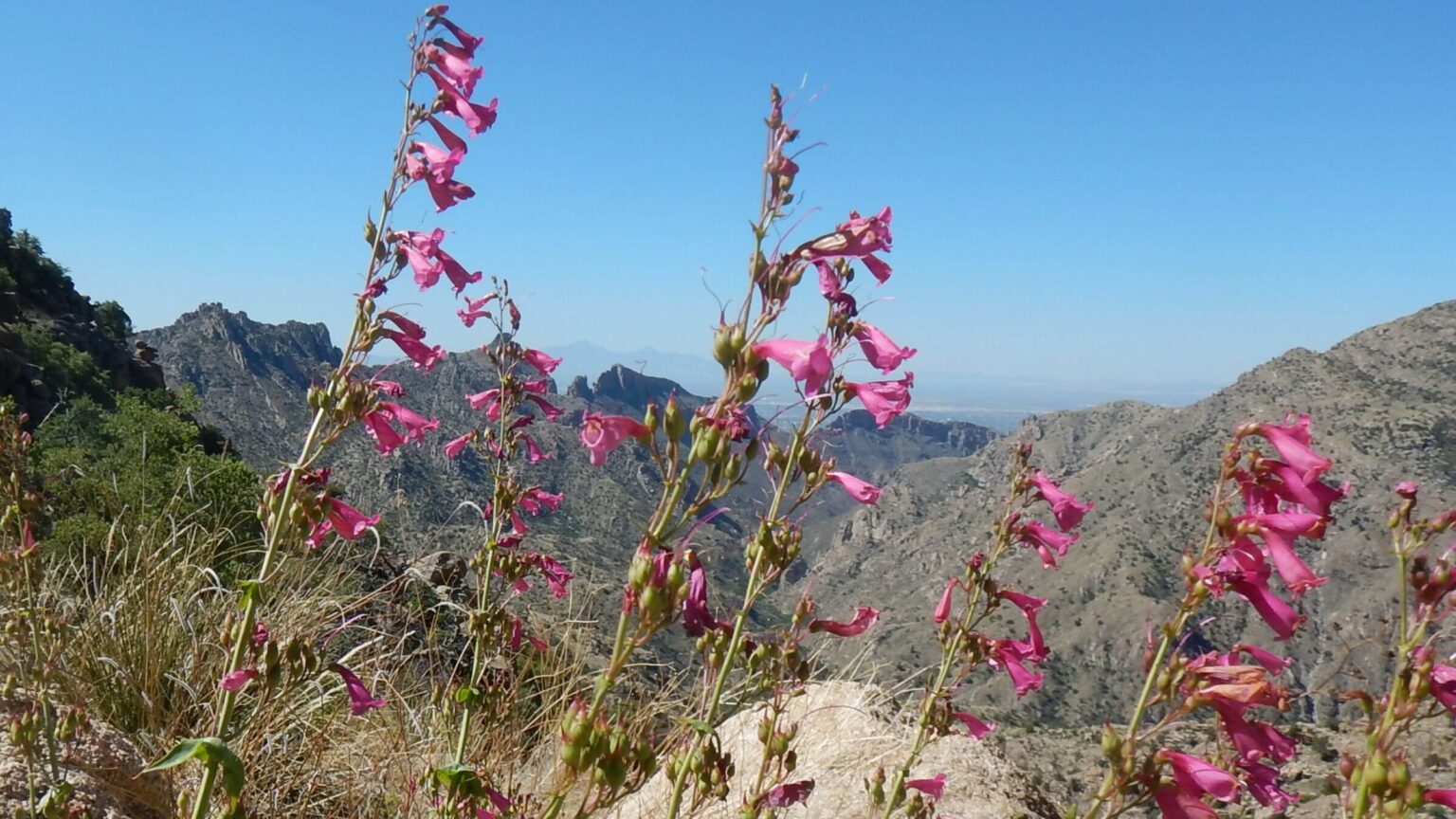 Pusch Ridge Wilderness, Parry's Penstemon (Penstemon parryi), May 2023