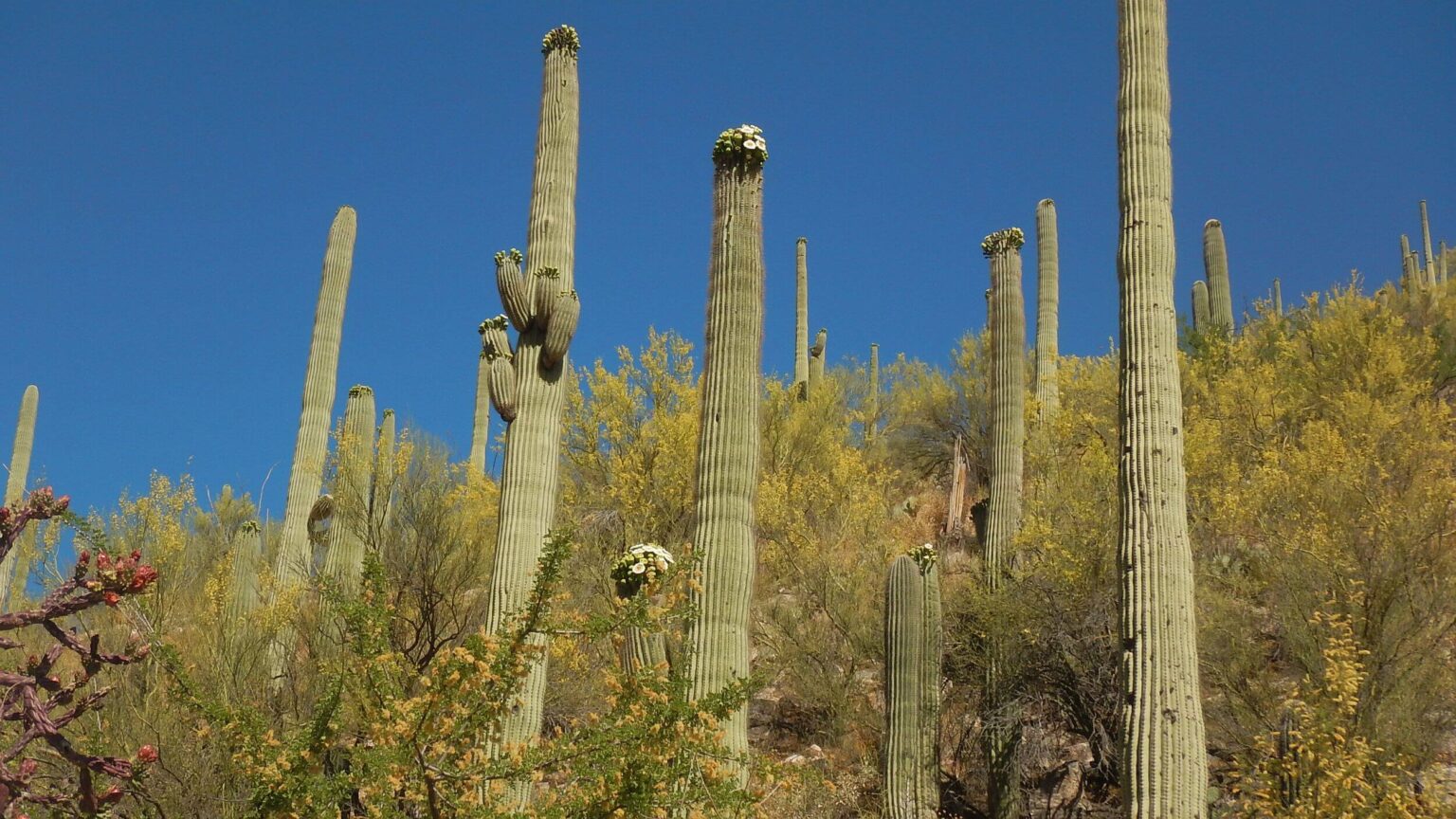 Pusch Ridge Wilderness, saguaro bloom, May 2023