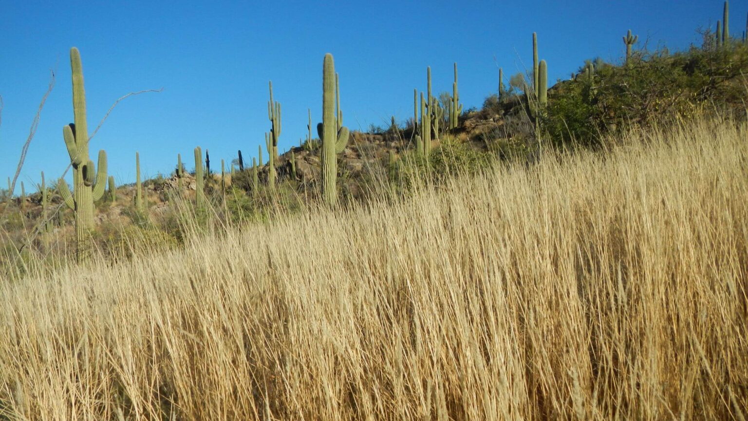 Saguaro Wilderness, monsoon stimulated grass, December