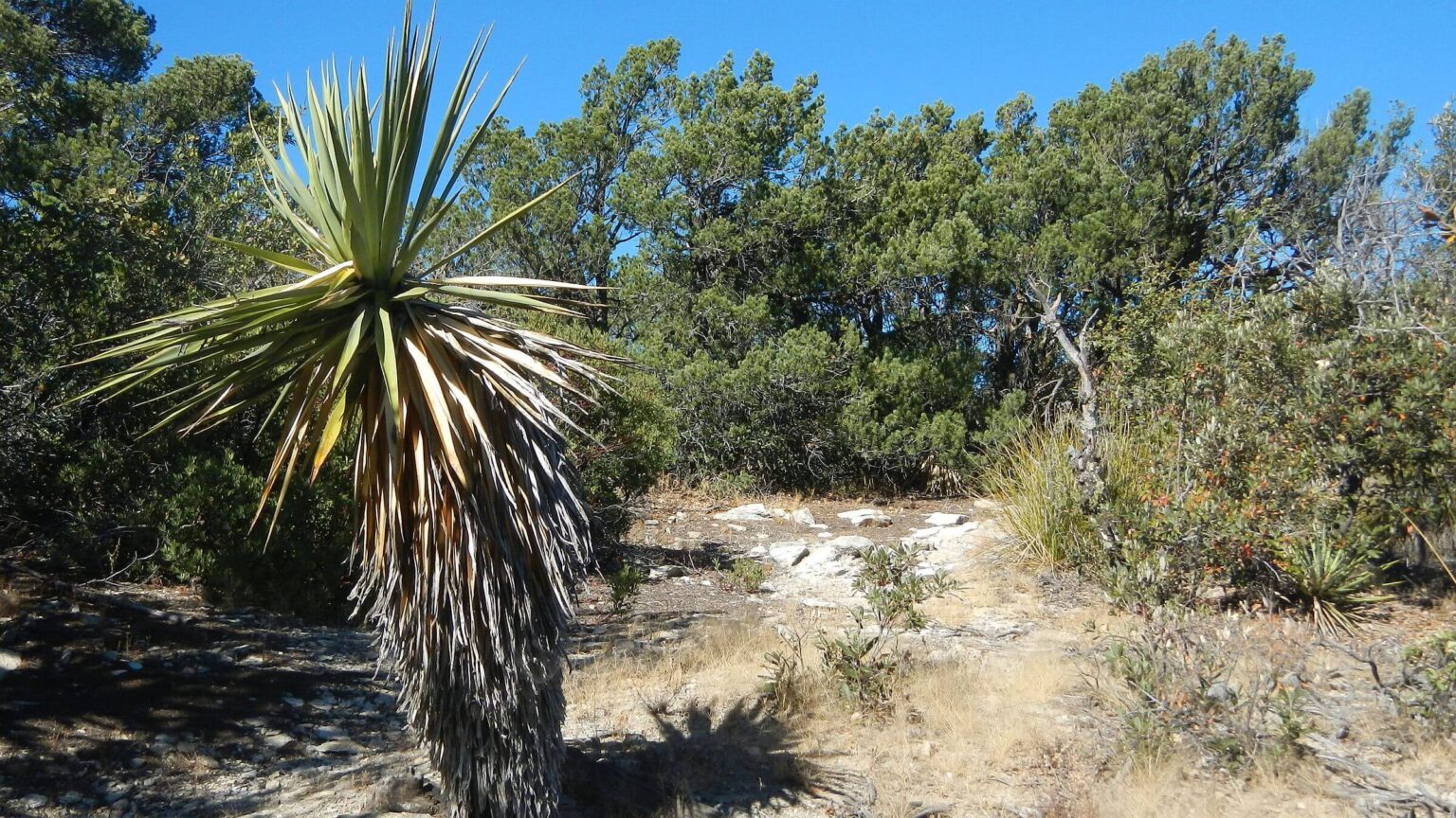 Saguaro Wilderness, yucca in oak-juniper woodland, December