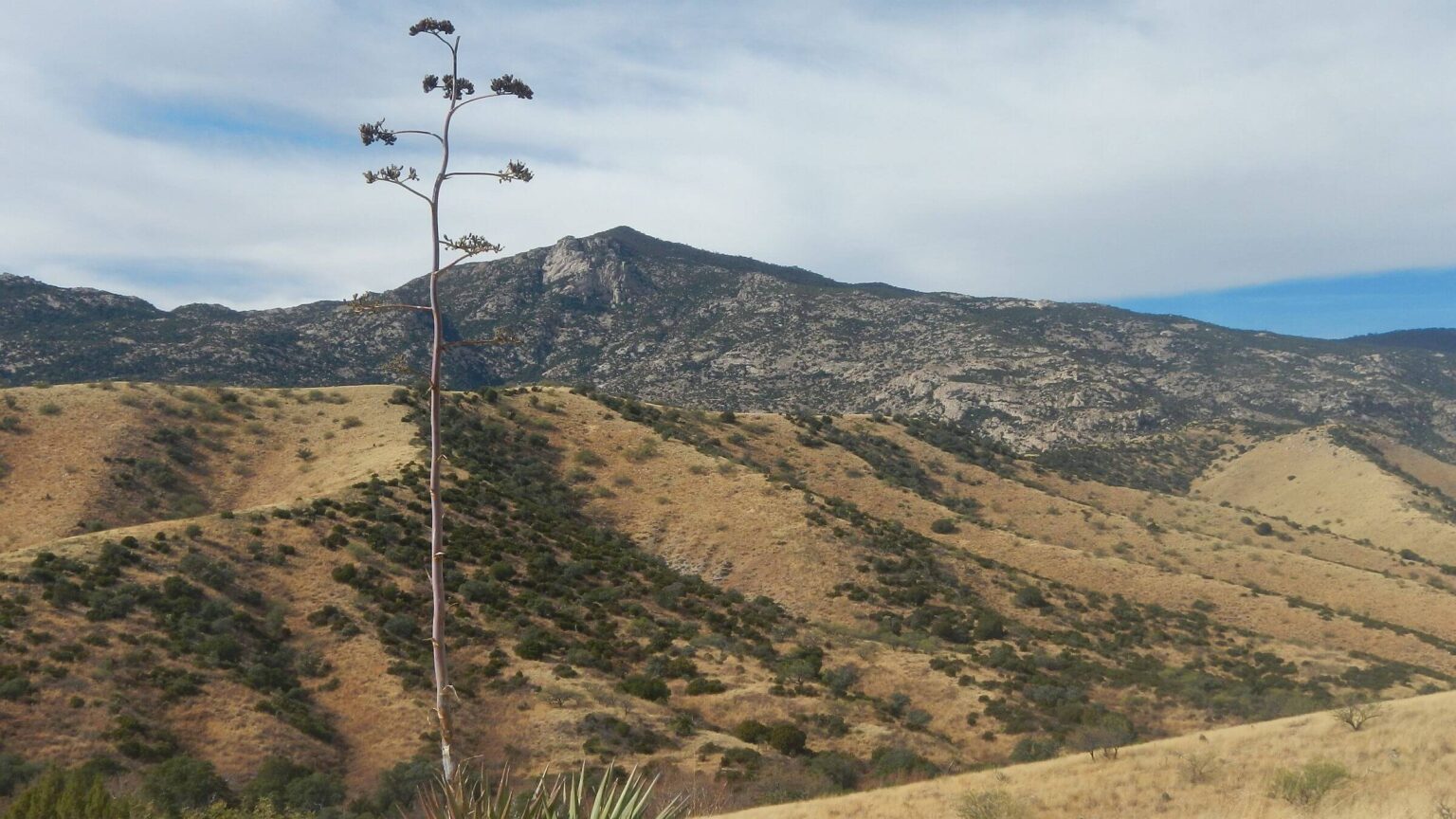 Coronado National Forest, Happy Valley Lookout behind agave, December