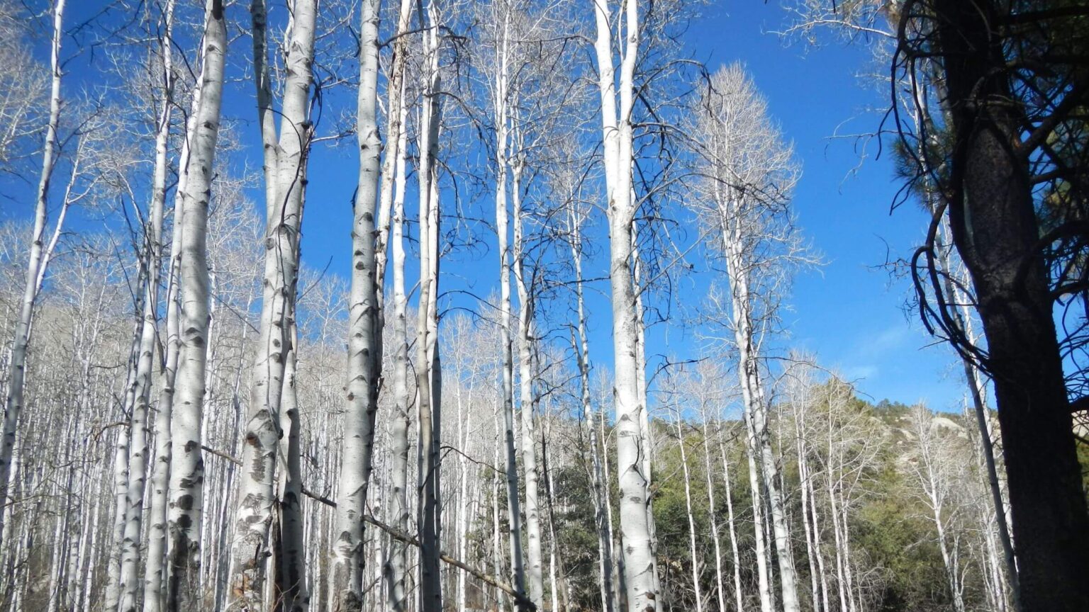 Saguaro Wilderness, aspen (Populus tremuloides), December