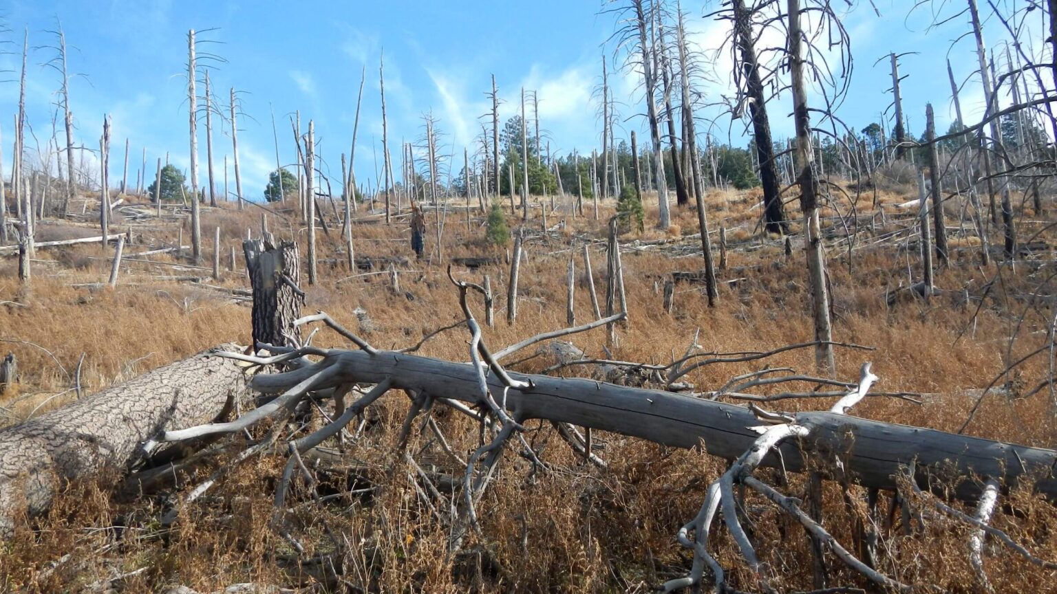 Saguaro Wilderness, 18 years after Helens2 Fire, December