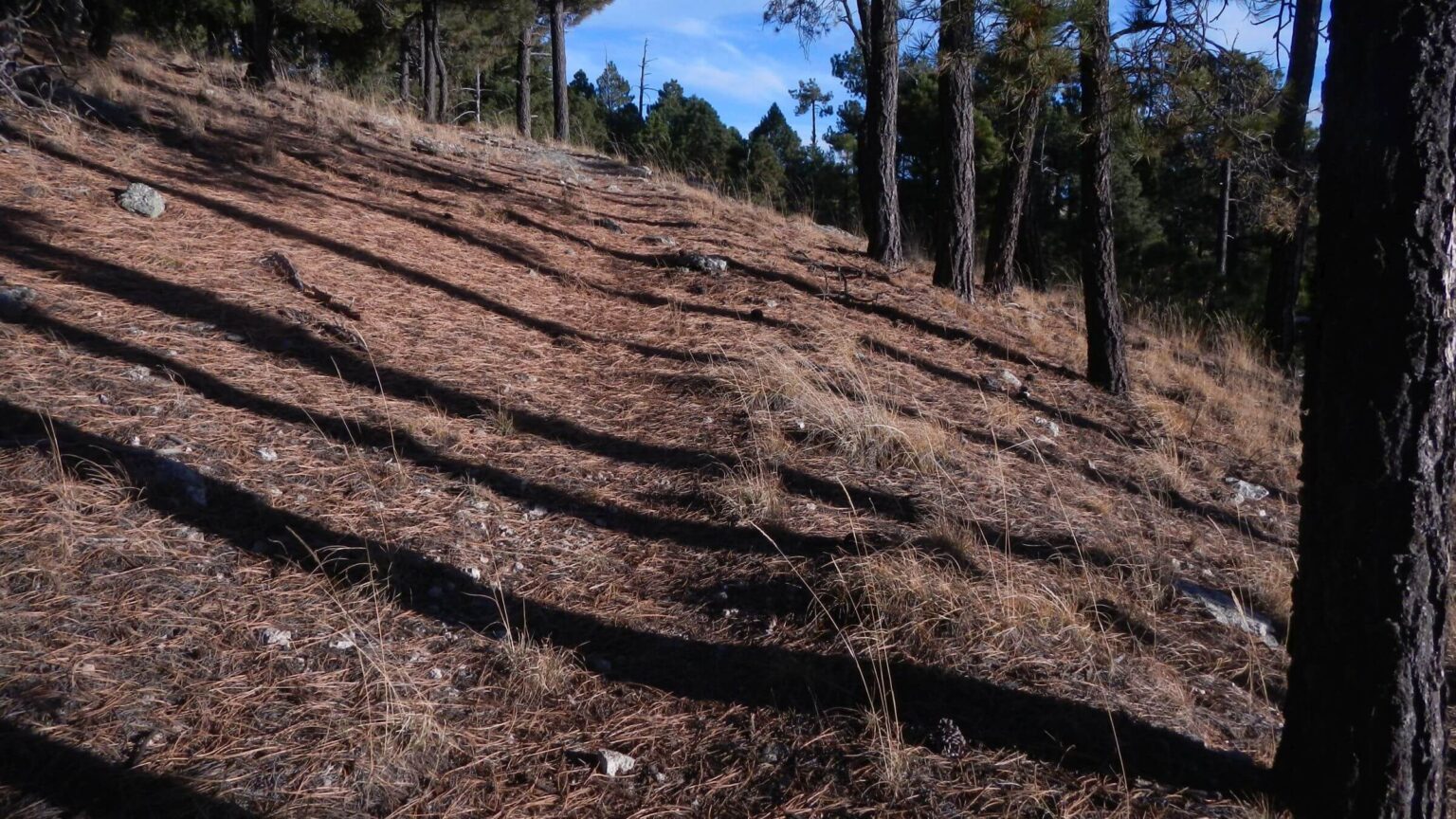 Saguaro Wilderness, Mica Mountain, December