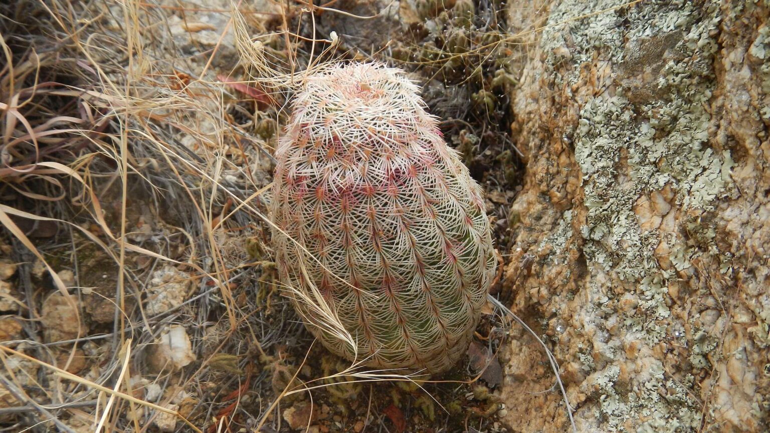 Rincon Mountain Wilderness, small-comb organ cactus (Echinocereus pectinatus), December