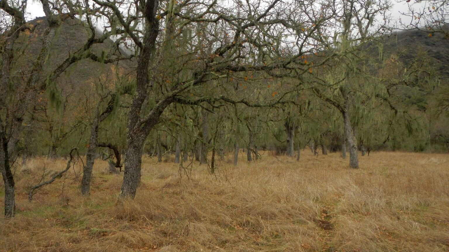 San Rafael Wilderness, epiphytic lichen on oak, February 2025