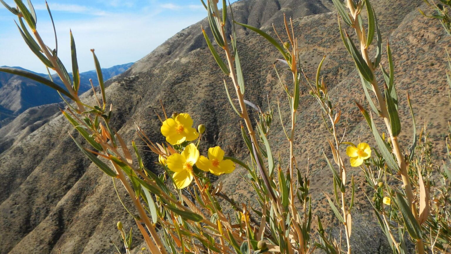 San Rafael Wilderness, bush poppy, Dendromecon rigida, February 2025