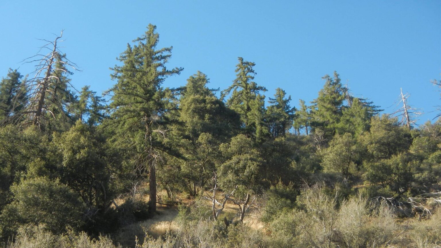 Dick Smith Wilderness, bigcone Douglas-fir, Pseudotsuga macrocarpa, February 2025