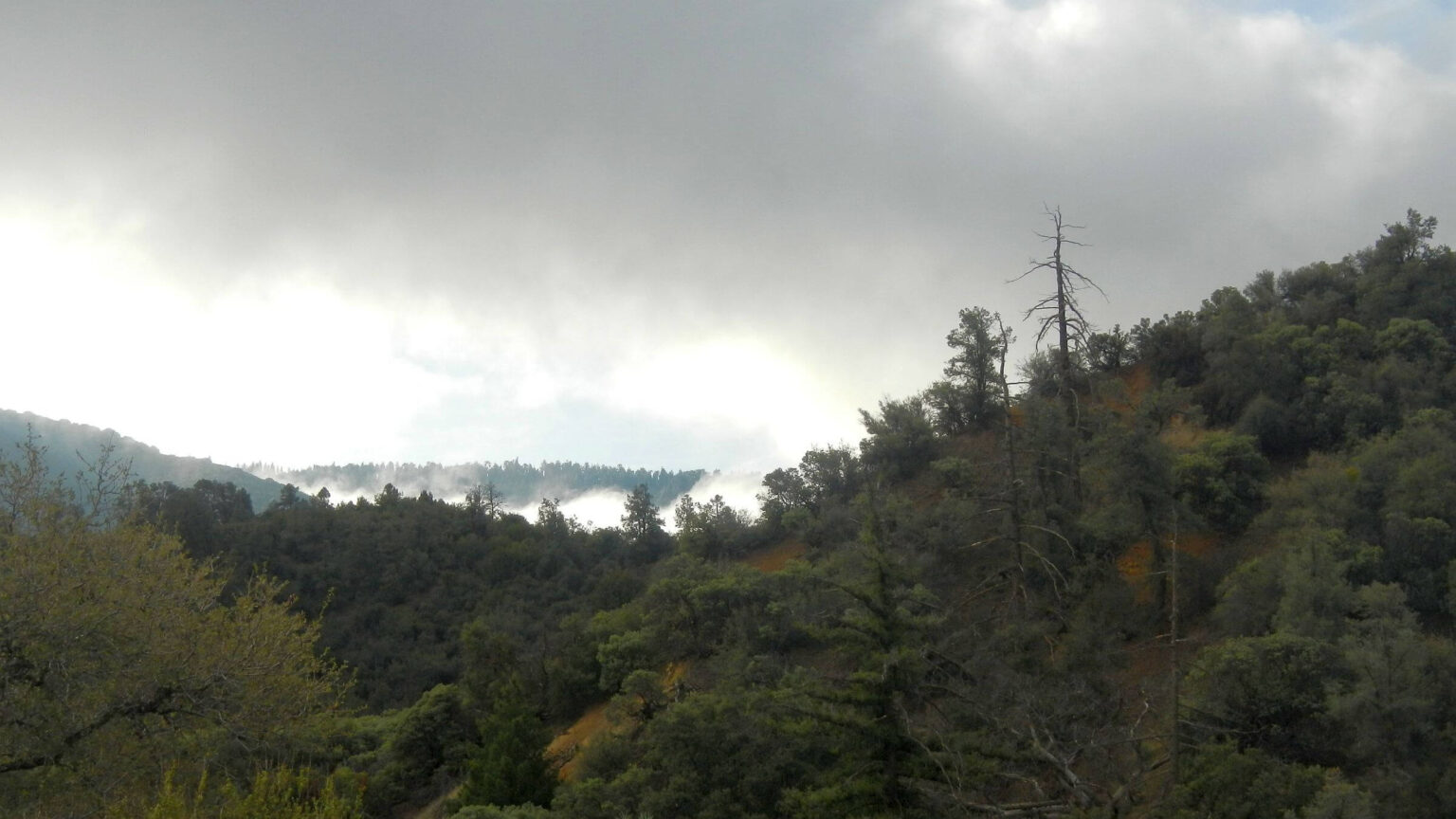 Sespe Wilderness, misty morning, woodland to mixed-conifer, February 2025