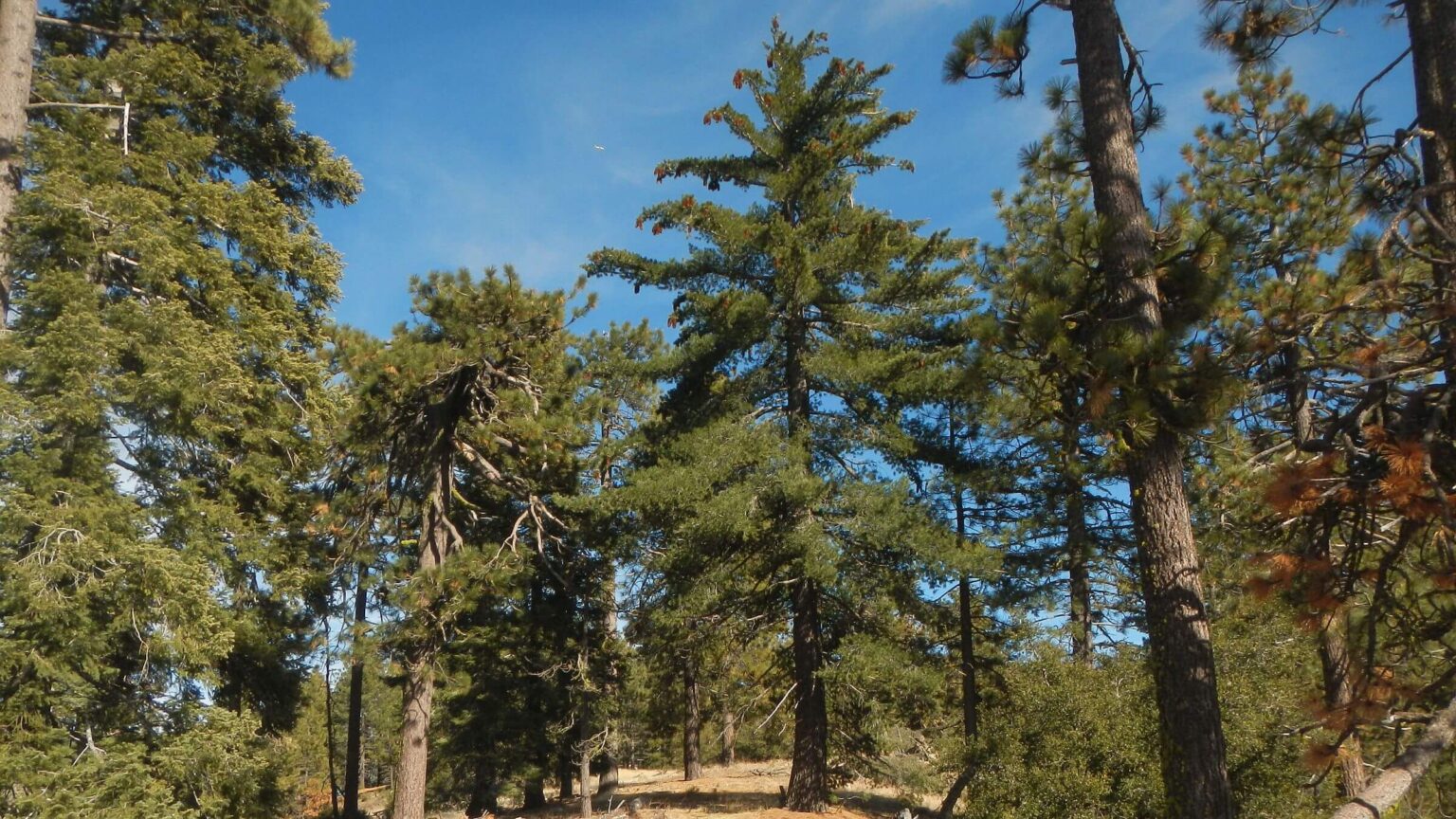Sespe Wilderness, mixed conifer, February 2025