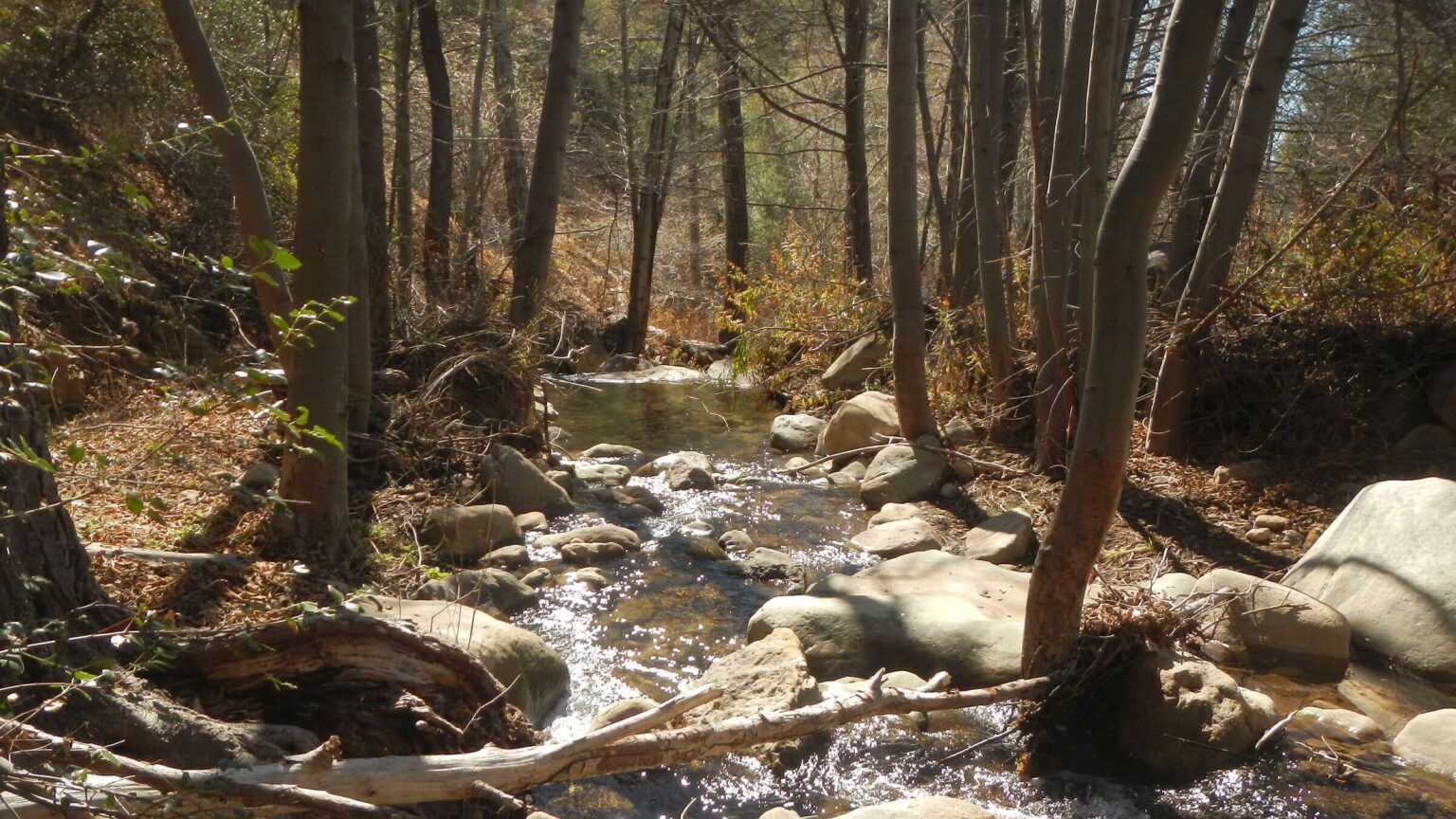 Sespe Wilderness, Piedra Blanca Creek, February 2025