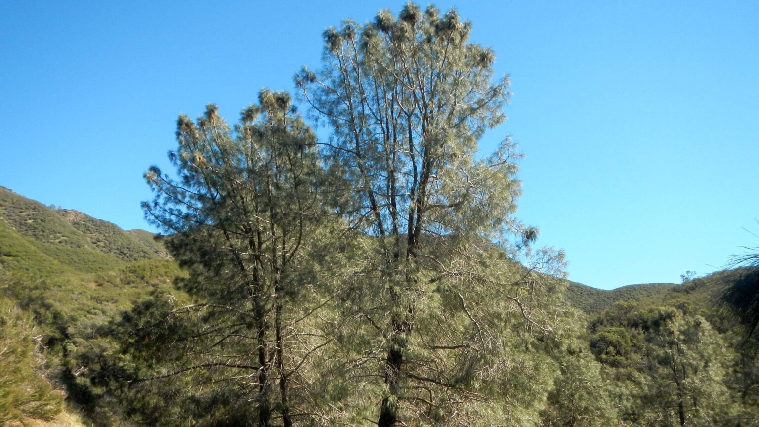 San Rafael Wilderness, Coulter Pine (Pinus coulteri), February 2026