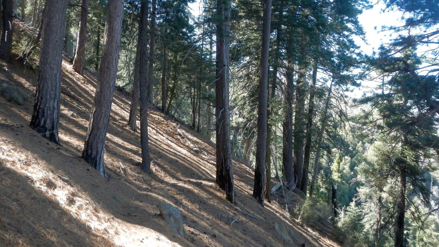 Dick Smith Wilderness, Old-growth forest Madulce Trail, March 2026