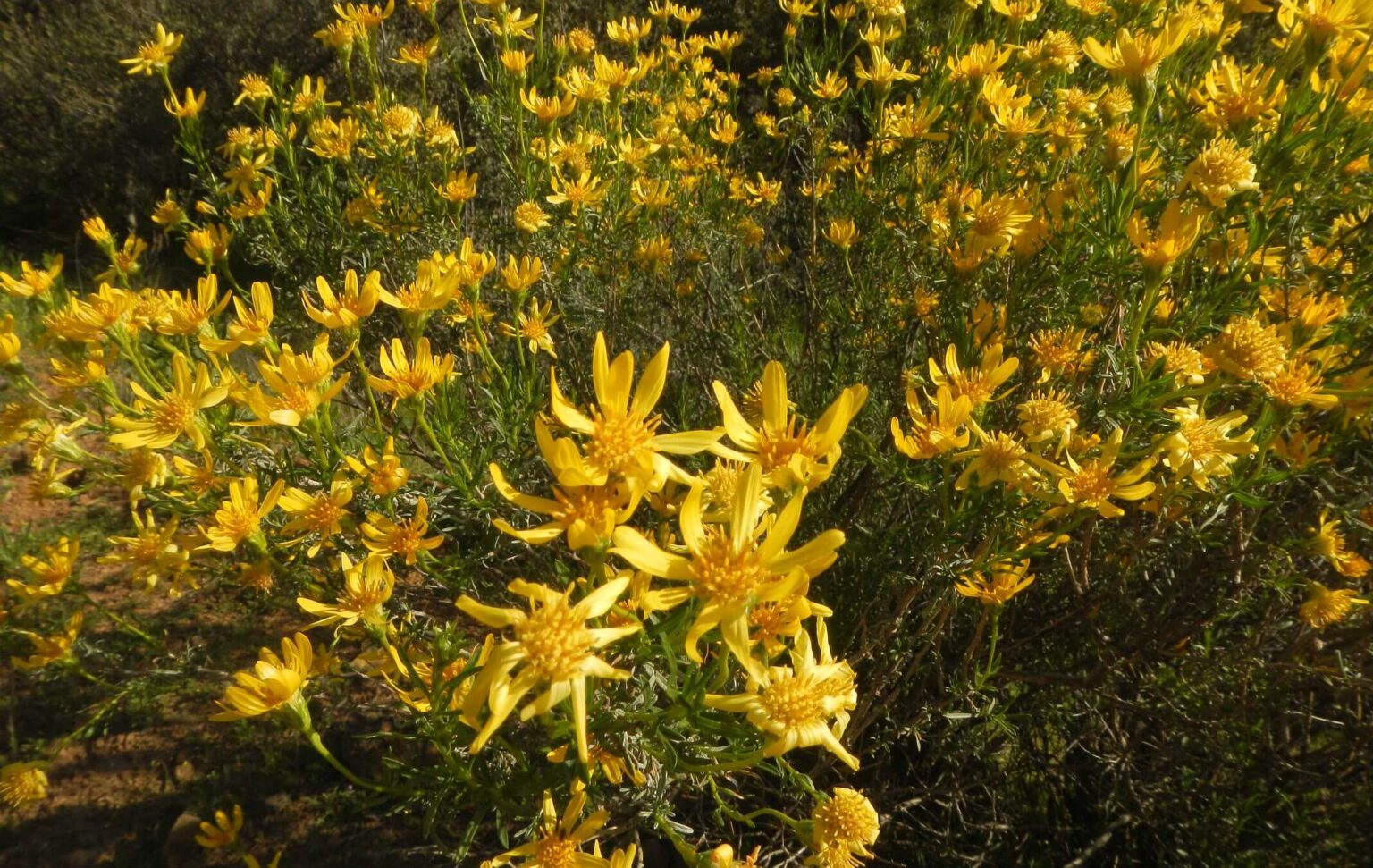 Dick Smith Wilderness, Narrowleaf goldenbush (Ericameria linearifolia),