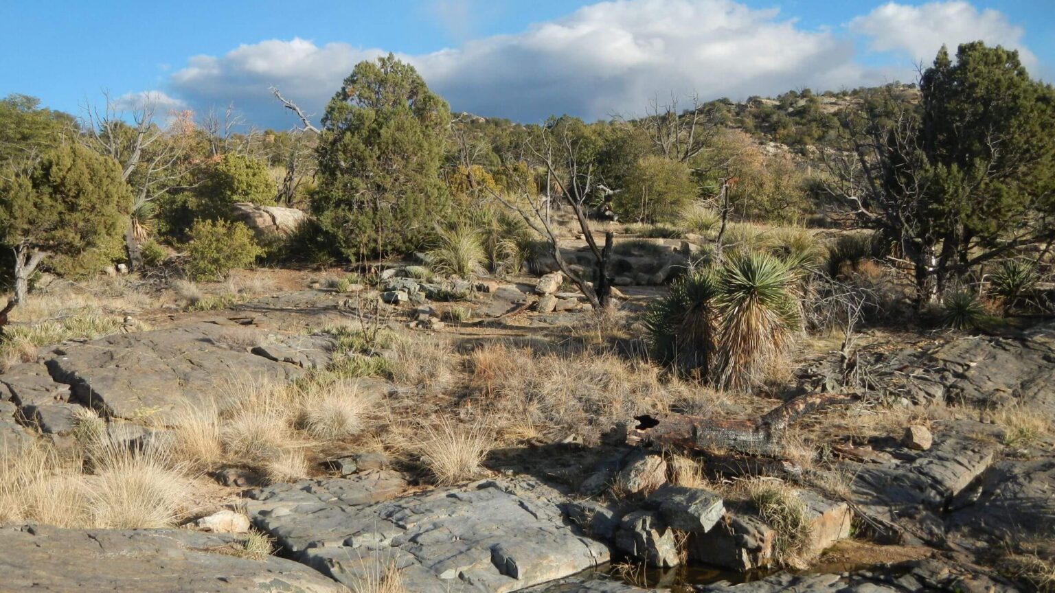 Saguaro Wilderness, backpacking, Juniper Basin, February