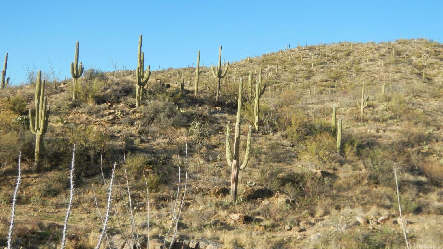 Saguaro Wilderness, backpacking, saguaro cactus forest, February