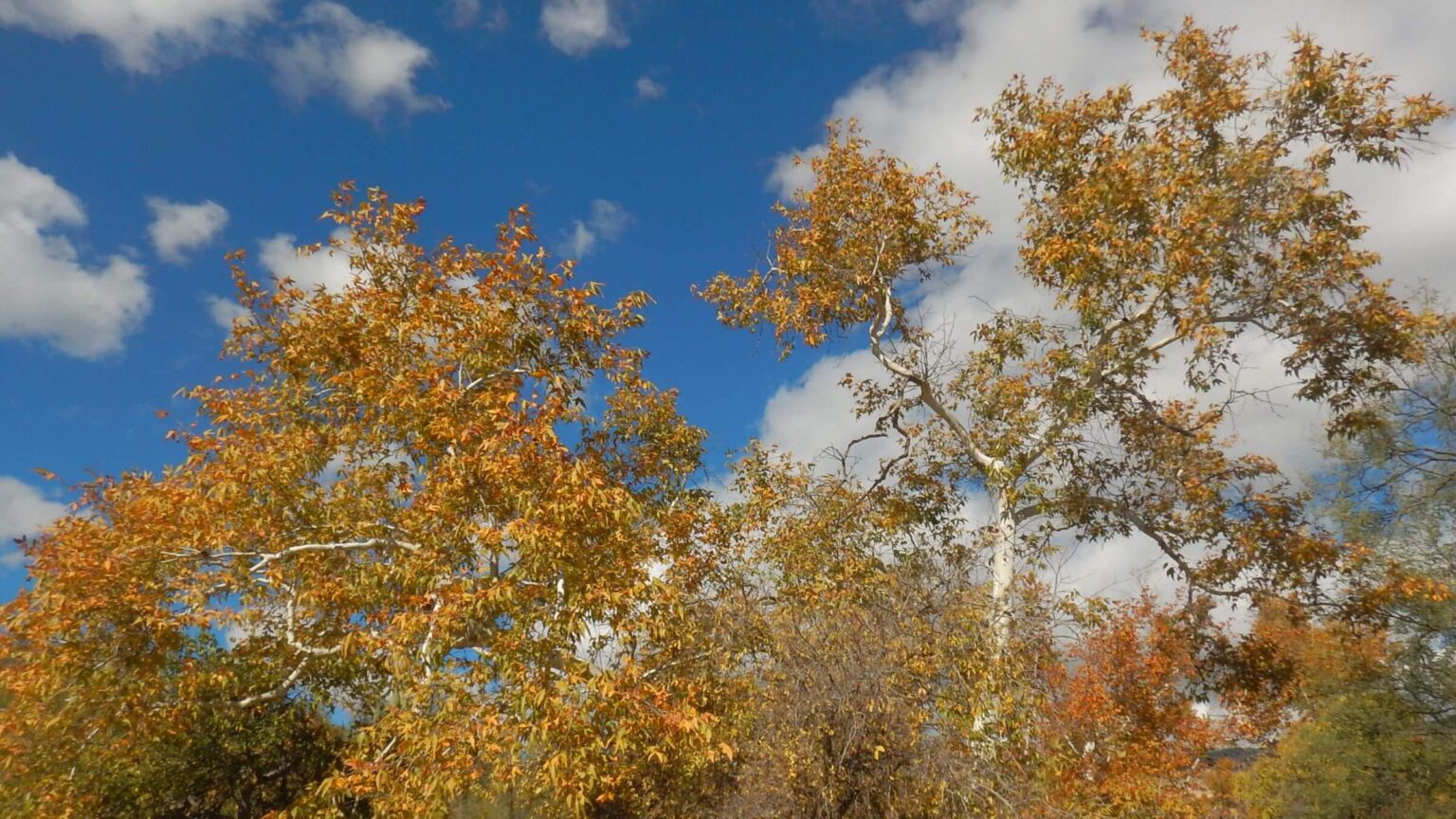 Saguaro Wilderness, Arizona sycamore Platanus wrightii, November