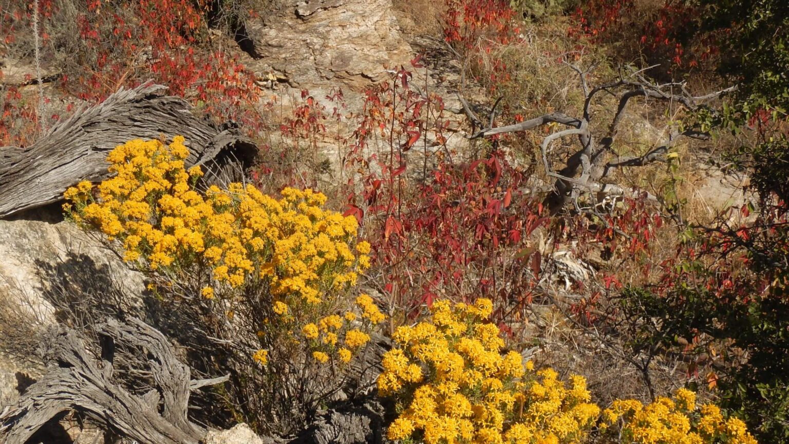 Saguaro Wilderness, turpentine bush and Arizona cotton, November