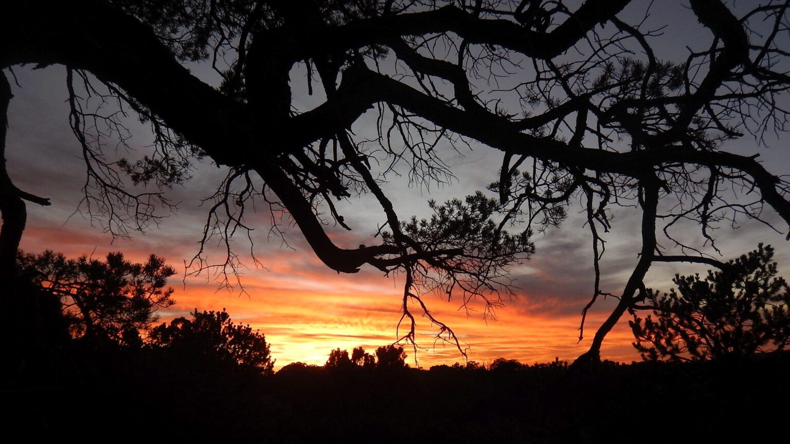 Saguaro Wilderness, sunset in pinyon pine, November