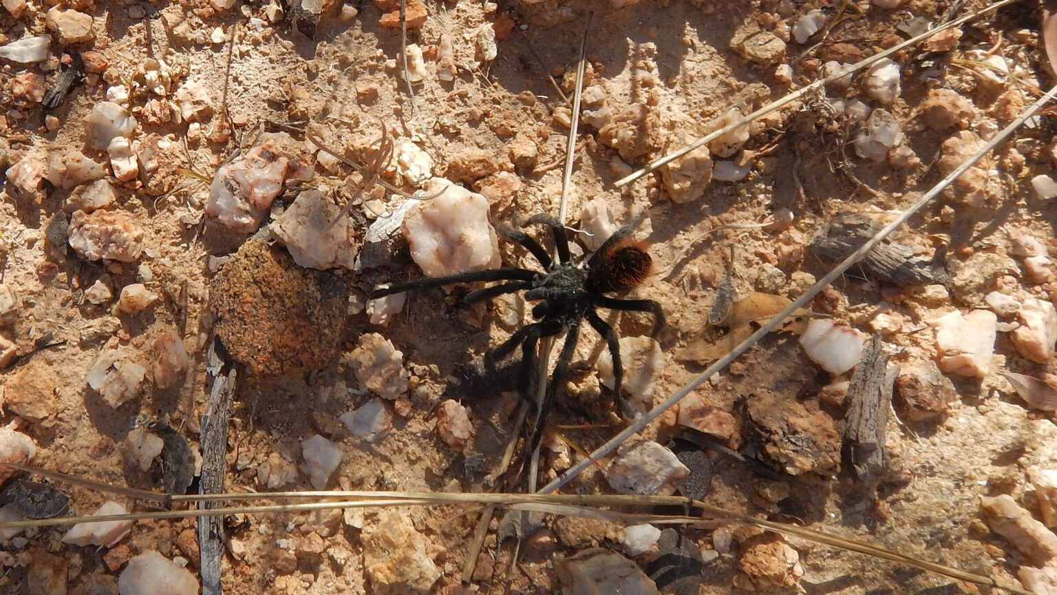 Saguaro Wilderness, Tucson bronze tarantula (Aphonopelma vorhies), November