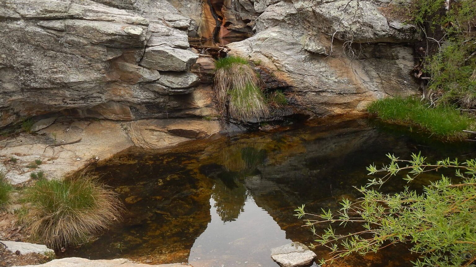 Saguaro Wilderness, Manning Camp spring, April 2026