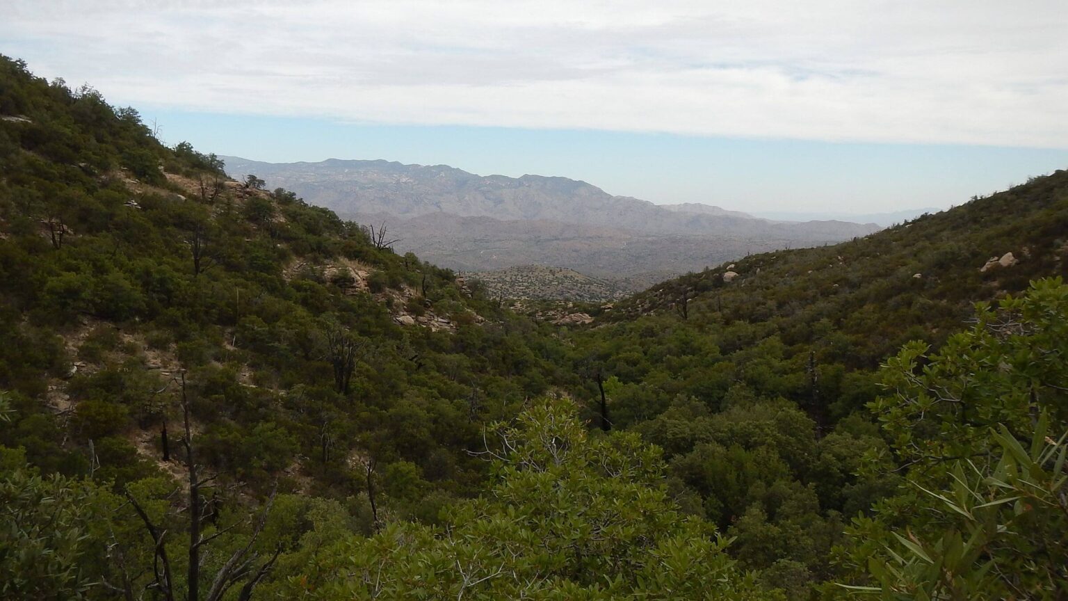Saguaro Wilderness, Dropping off Cow Head Saddle, April 2026