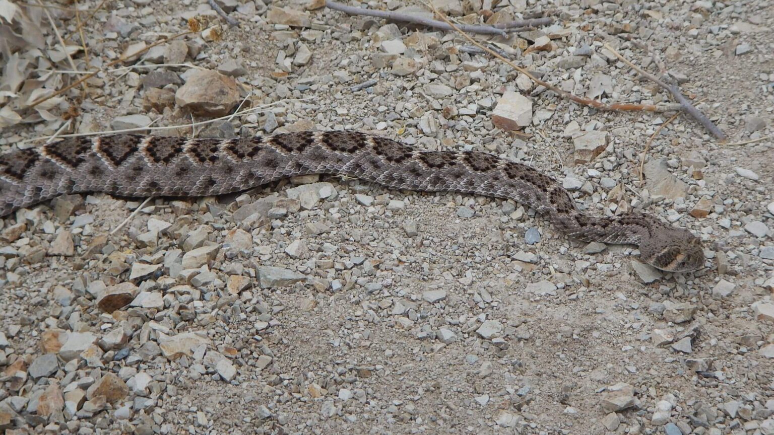 Saguaro Wilderness, western diamondback rattlesnake, April 2026