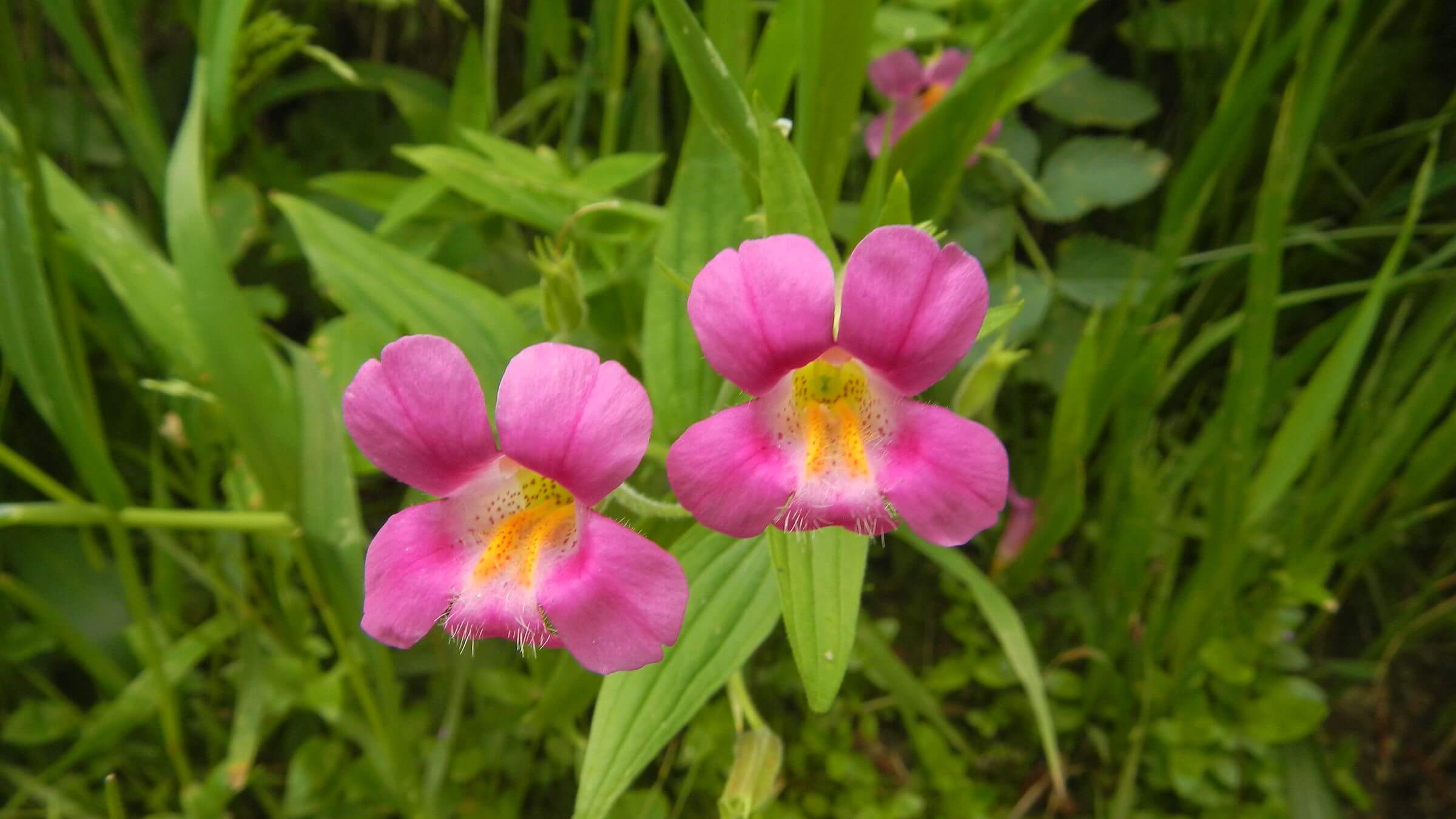 Sawtooth Wilderness, monkey flower (Erythranthe lewisii), August