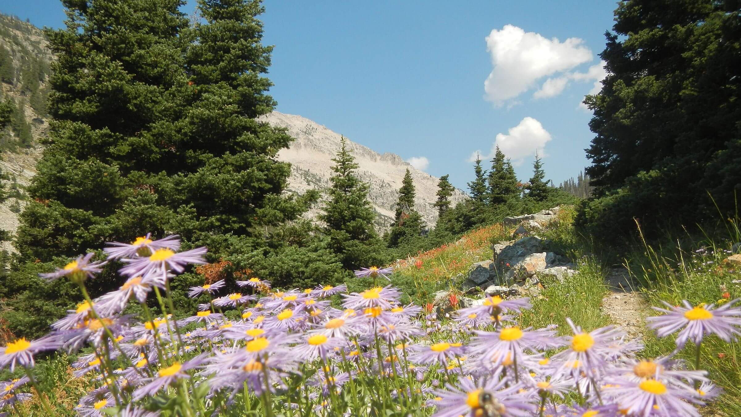 Sawtooth Wilderness, alpine aster field, July