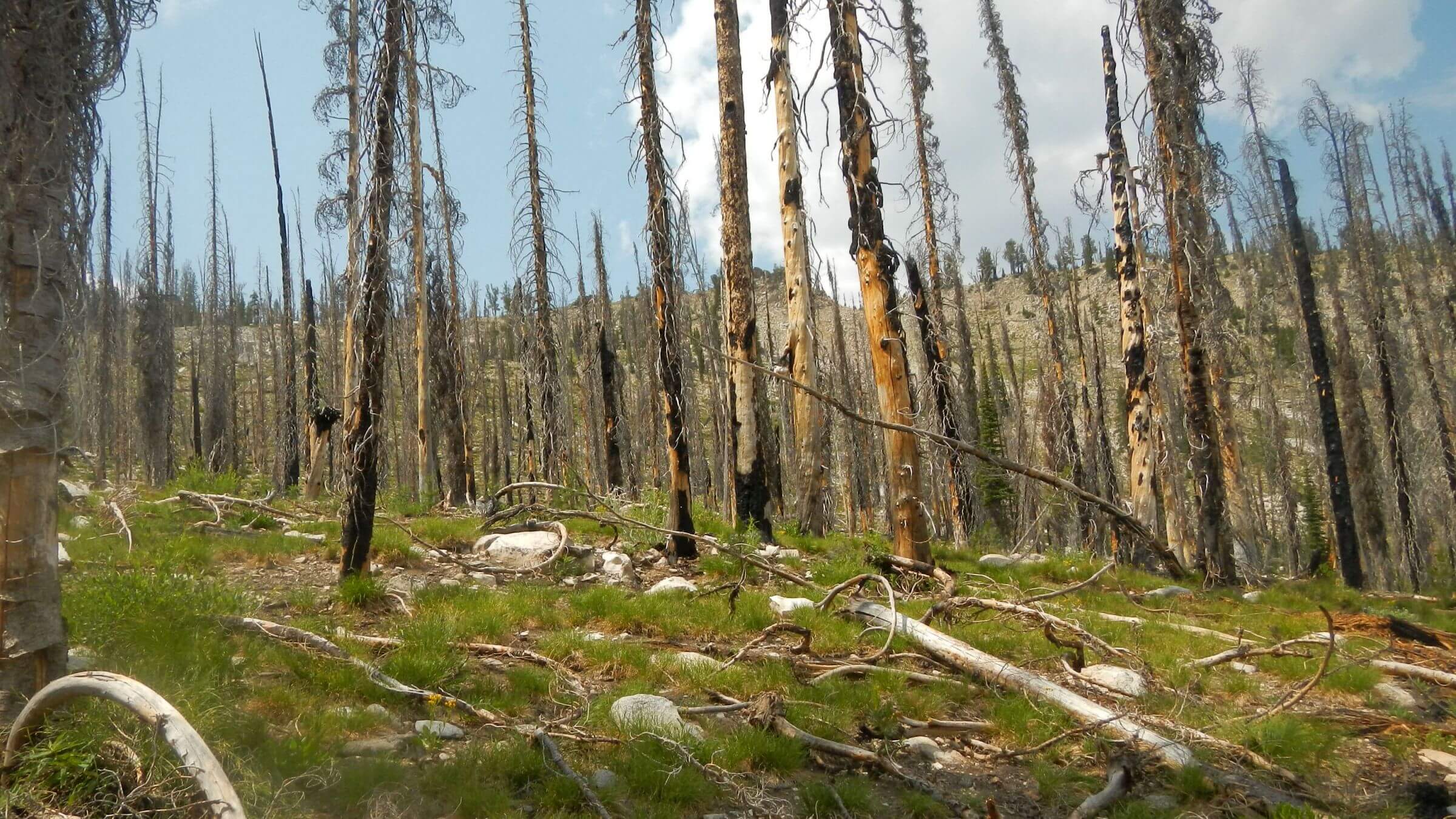 Sawtooth Wilderness, 2013 Little Queens Fire, July