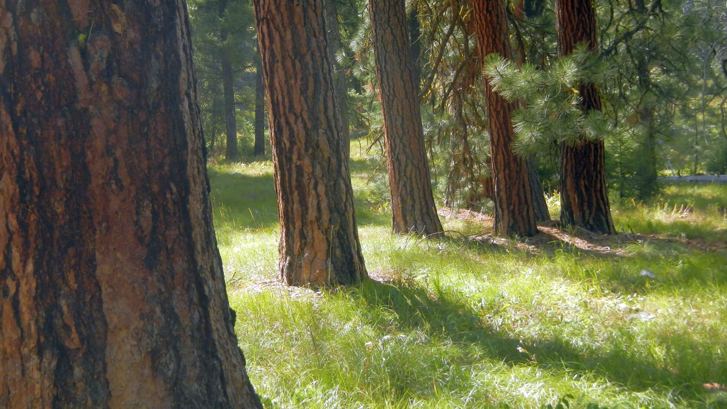 Sawtooth Wilderness, old-growth ponderosa pine & pine grass, August