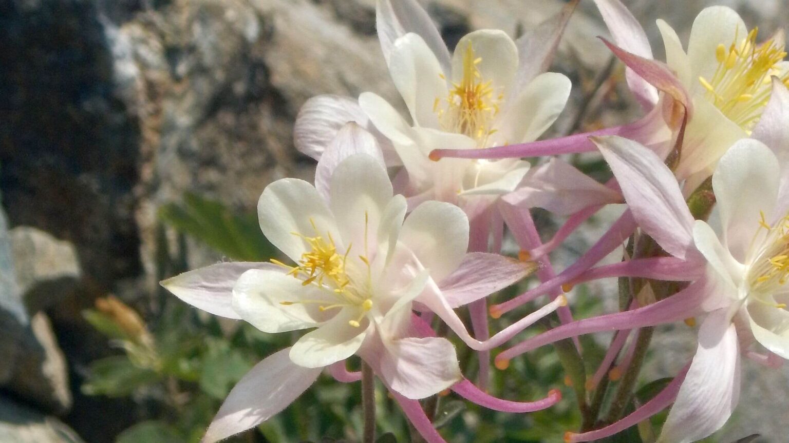 John Muir Wilderness, backpacking, Sierra columbine (Aquilegia pubescens), September