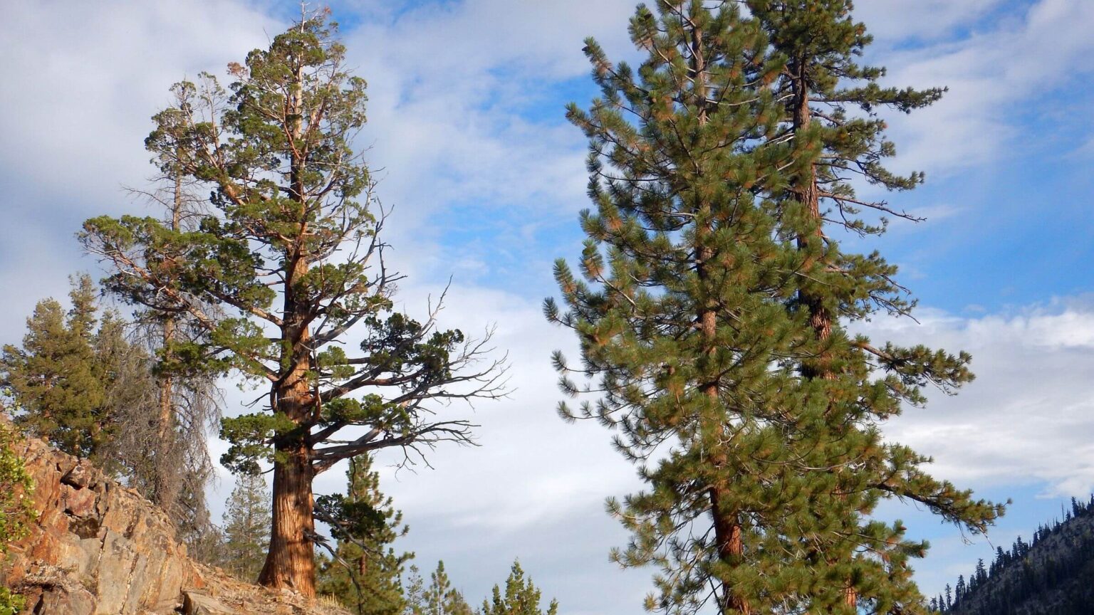 Ansel Adams Wilderness, backpacking, Sierra juniper & pines, September