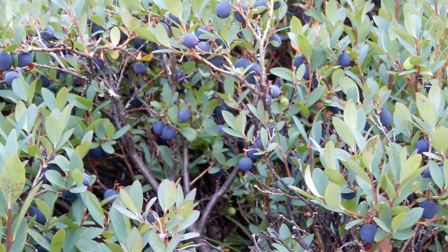 John Muir Wilderness, backpacking, bog blueberry (Vaccinium uliginosum), September
