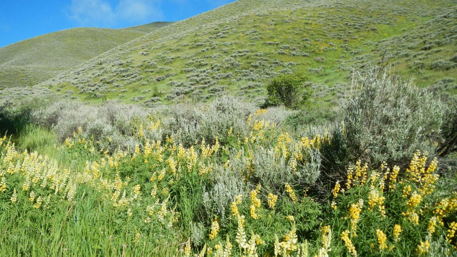 Smoky Mountains (Idaho), backpacking, Lupine on Bureau of Land Management land, June