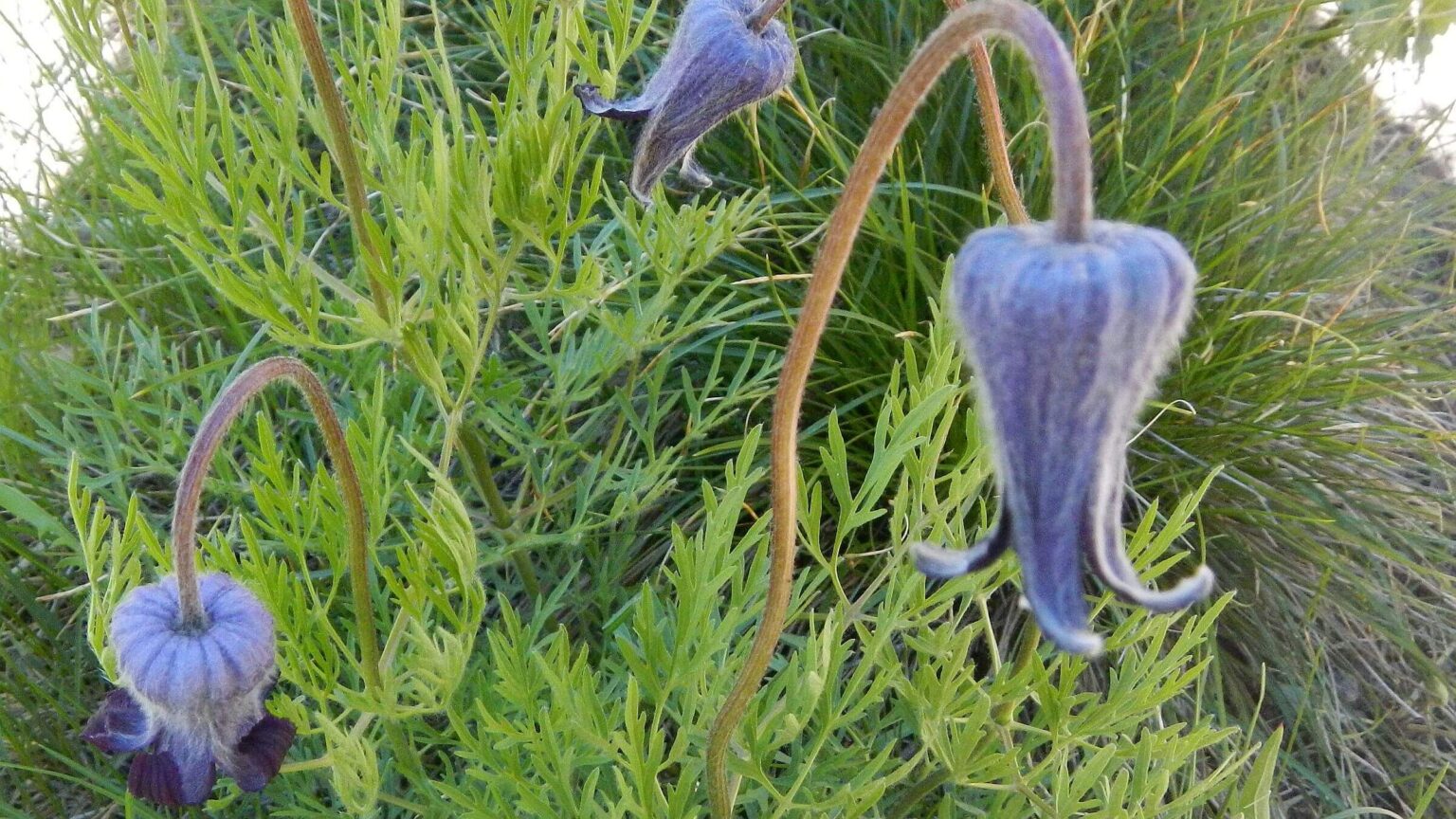 Smoky Mountains (Idaho), backpacking, hairy clematis (Clematis hirsutissima), June