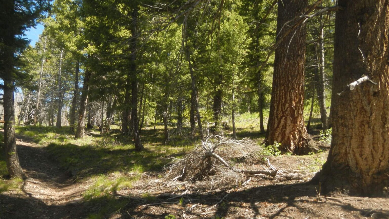 Smoky Mountains (Idaho), backpacking, old-growth Douglas-fir, June