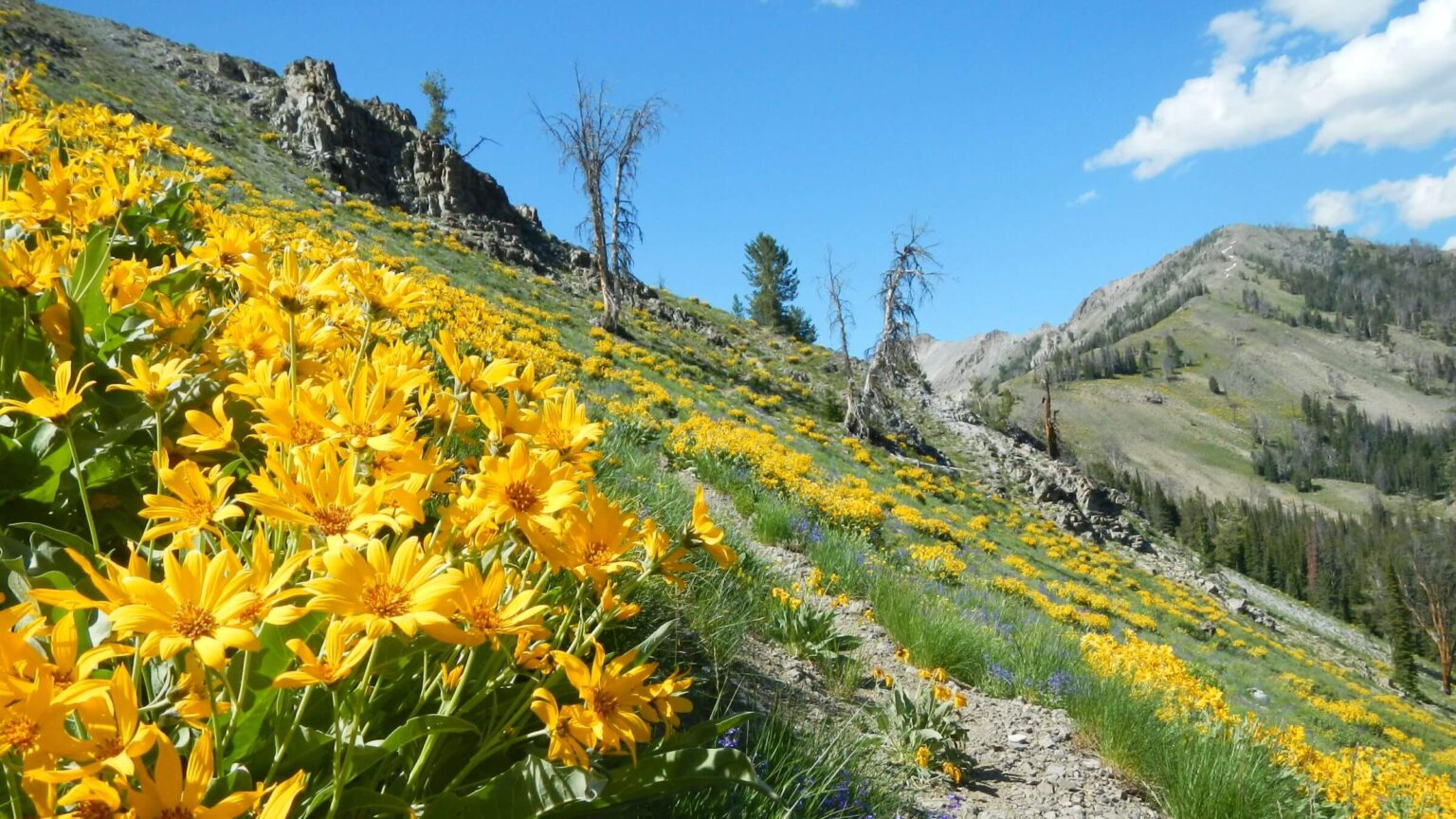 Smoky Mountains (Idaho), backpacking, arrowleaf balsamroot (Balsamorhiza sagittate), July