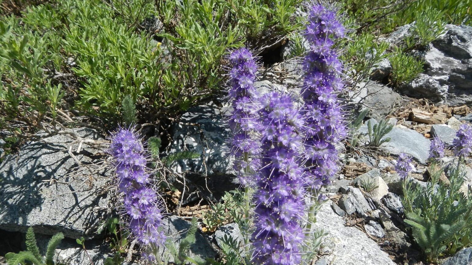 Smoky Mountains (Idaho), backpacking, silky phacelia (Phacelia sericea), July