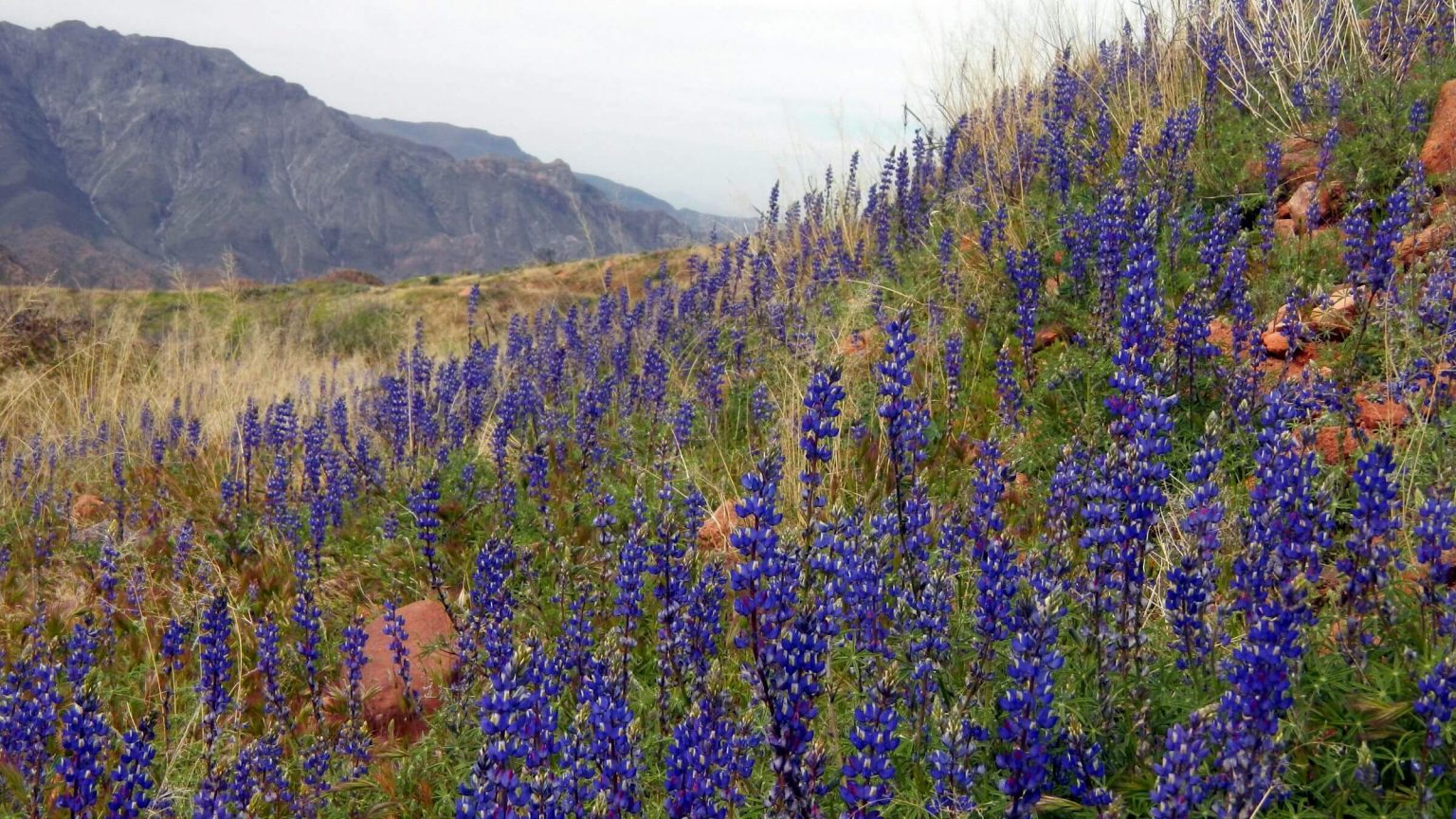 Superstition Wilderness, backpacking, lupine species, March
