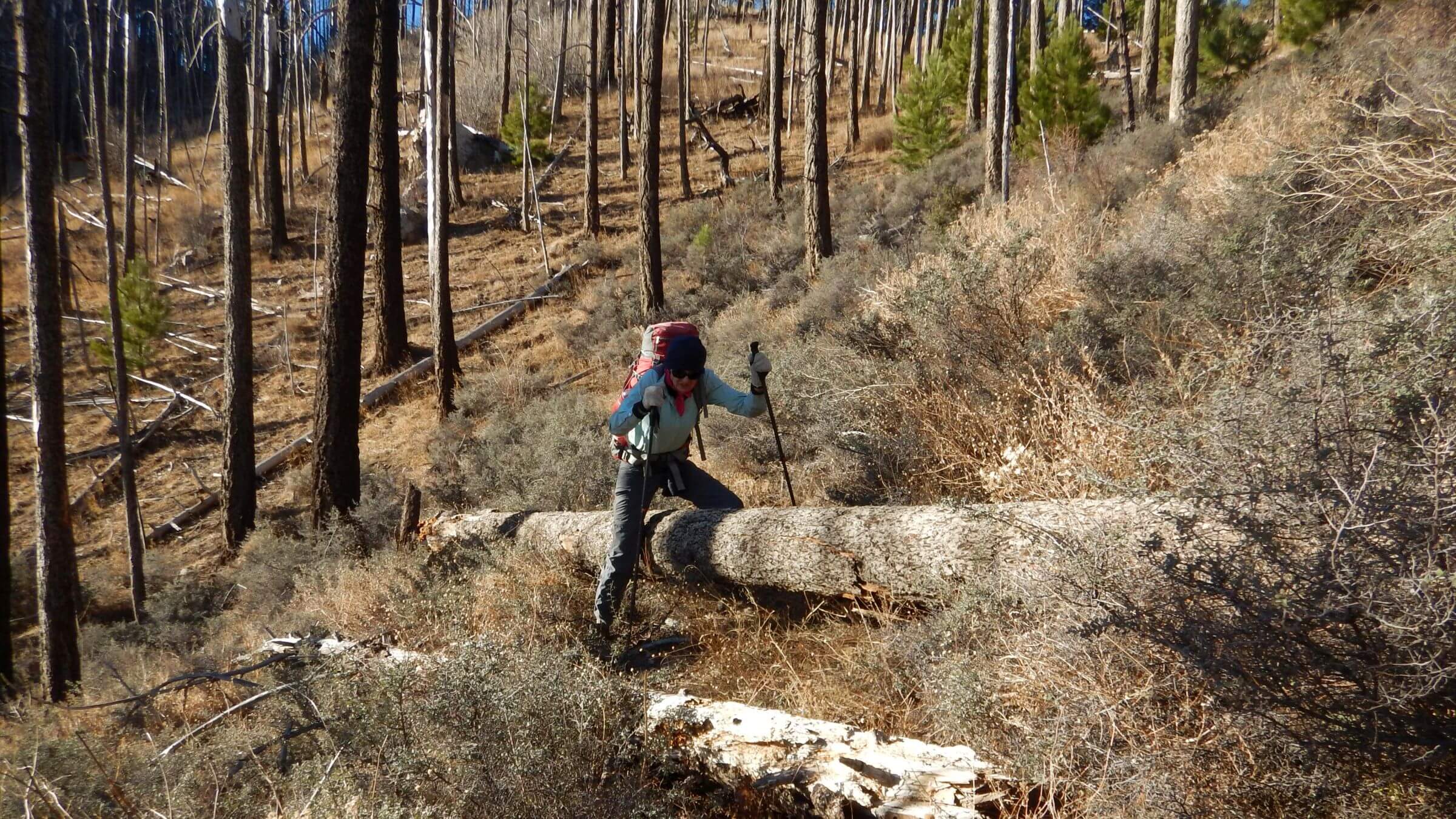 Mount Wrightson, 13 years after Florida Fire, January
