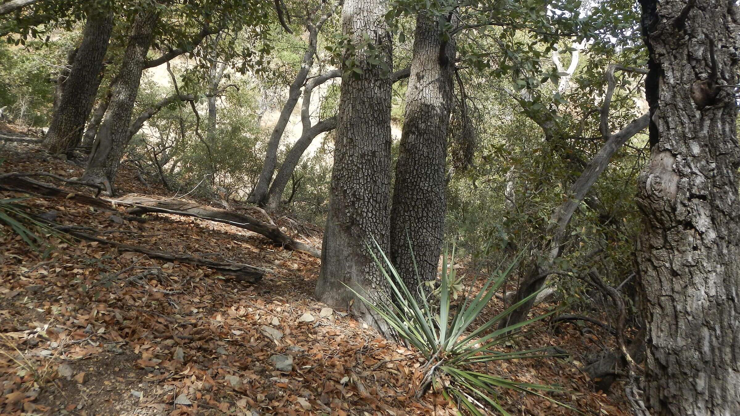 Mount Wrightson Wilderness, Evergreen oak, March 2025