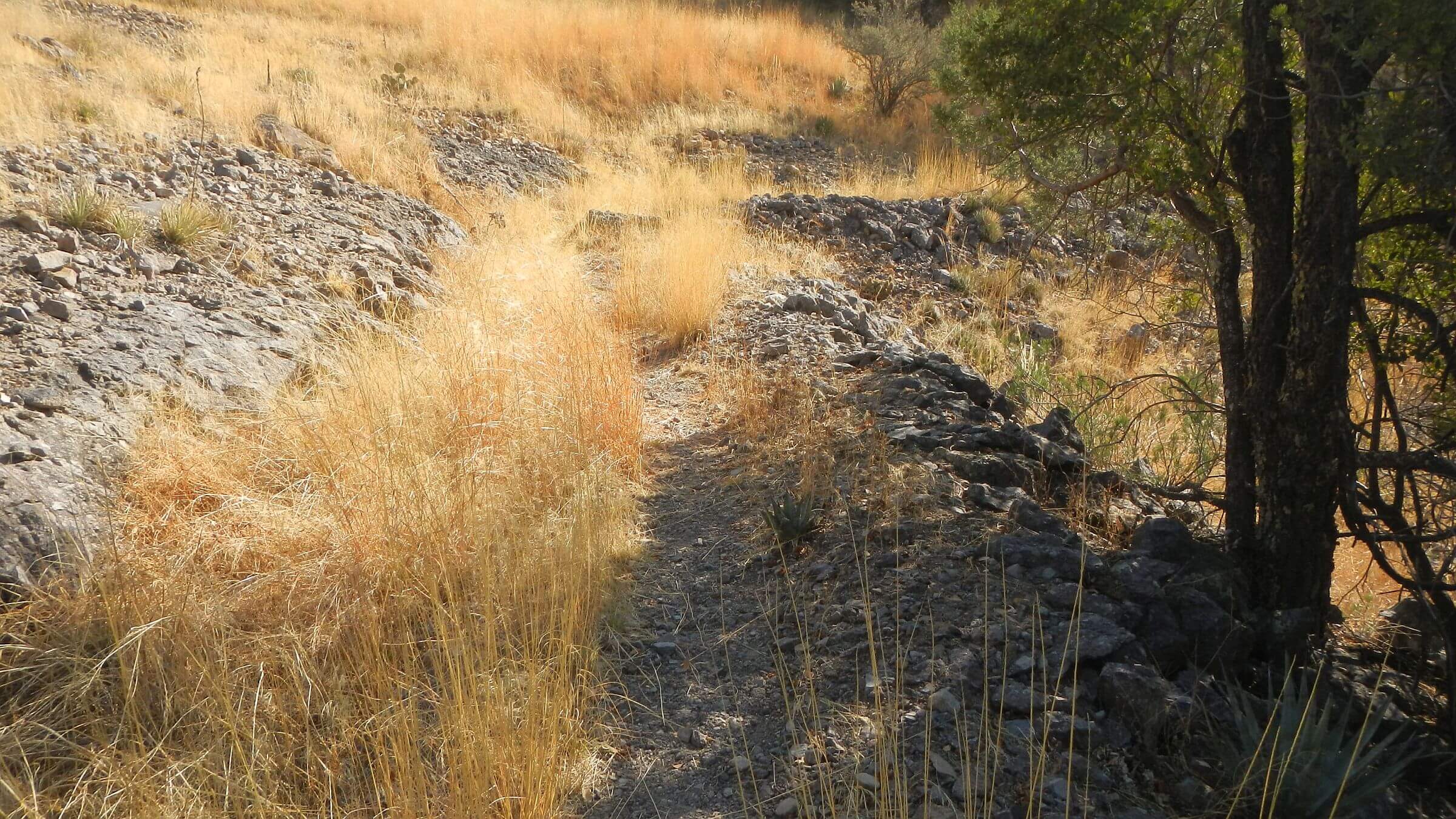 Mount Wrightson Wilderness, 1900s Santa Rita mining ditch, March 2025