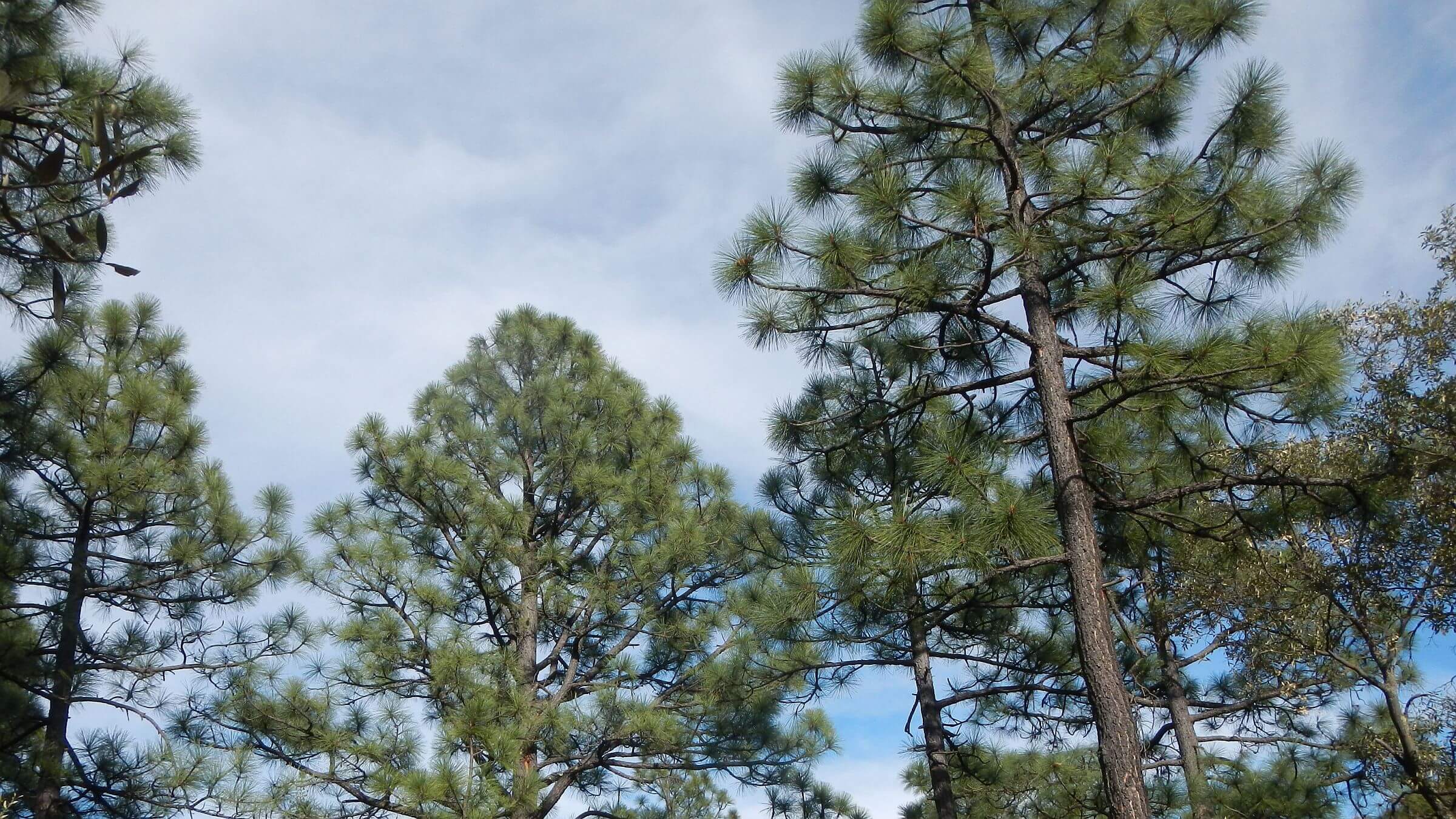 Mount Wrightson Wilderness, Apache pine (Pinus engelmannii), March 2025