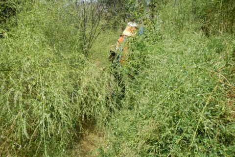 Frank Church Wilderness, alfalfa variety (Medicago sativa), July 2025