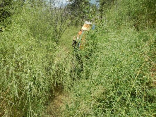 Frank Church Wilderness, alfalfa variety (Medicago sativa), July 2025