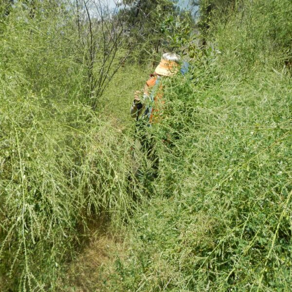 Frank Church Wilderness, alfalfa variety (Medicago sativa), July 2025