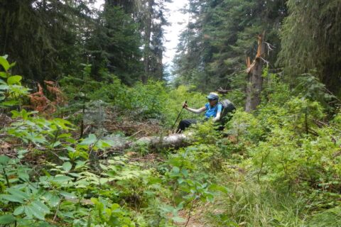 Selway-Bitterroot Wilderness, Down logs & brush, White Cap Creek, July 2025