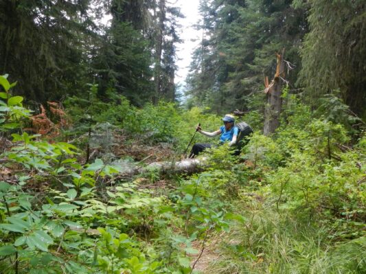 Selway-Bitterroot Wilderness, Down logs & brush, White Cap Creek, July 2025